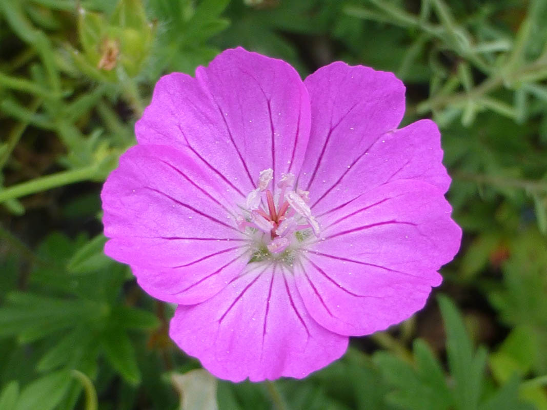 Geranium sanguineum